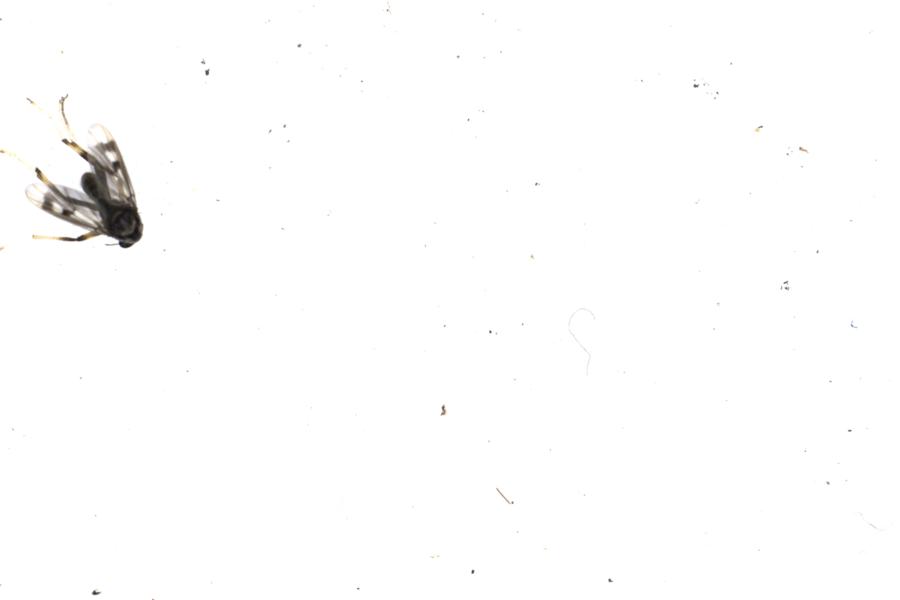 Image 57